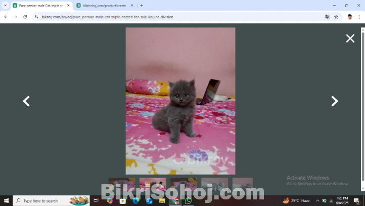 pure persian cats